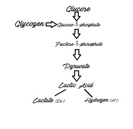 breakdown-of-glucose-and-glycogen
